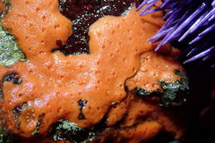 Dragmacidon mexicanum