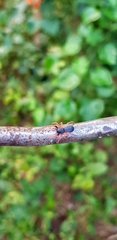 Trachelopachys
