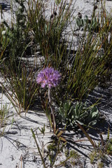 Dilatris corymbosa