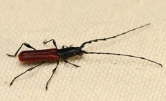 Ancylocera bicolor