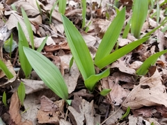 Allium tricoccum