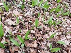 Allium tricoccum