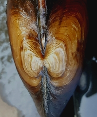 Strophitus undulatus