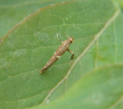 Caloptilia umbratella