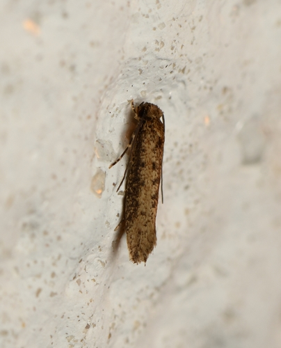 Xystrologa grenadella