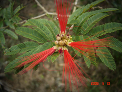 Calliandra tweediei