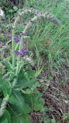 Salvia sclareoides