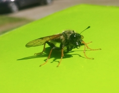 Trichiosoma triangulum