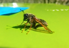 Trichiosoma triangulum