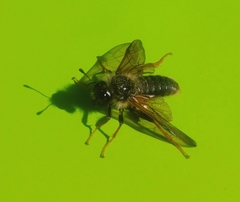 Trichiosoma triangulum