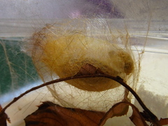 Calliteara pseudabietis