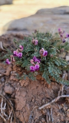 Astragalus desperatus