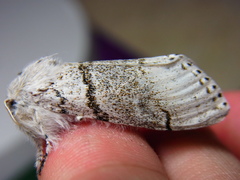 Calliteara pseudabietis