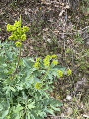 Lomatium californicum