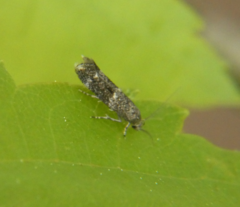 Elachista illectella