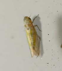 Zyginama tripunctata
