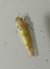 Zyginama tripunctata