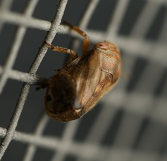 Clastoptera querci