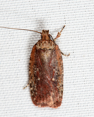 Agonopterix lythrella