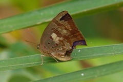 Arhopala madytus