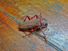 Strongylaspis corticaria