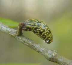 Amphibolips ellipsoidalis