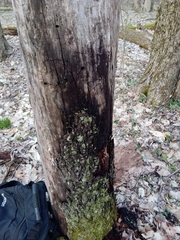 Glonium stellatum
