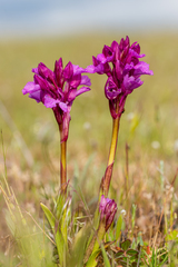 Anacamptis papilionacea grandiflora
