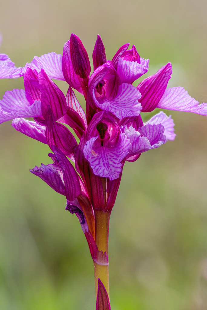 Pink-butterfly Orchid