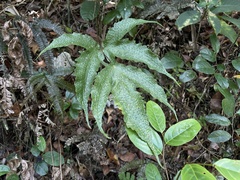 Tectaria heracleifolia