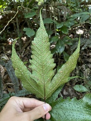 Tectaria heracleifolia