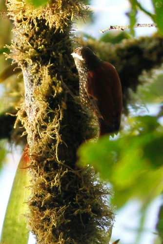 Tropfenbrust-Stachelschwanz (Margarornis squamiger)
