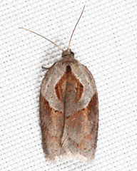Acleris maculidorsana