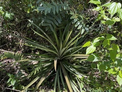 Ananas comosus