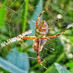 Argiope argentata