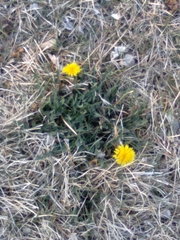 Taraxacum