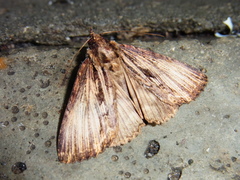 Ercheia niveostrigata