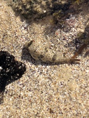 Tetractenos glaber