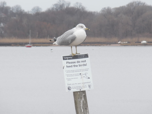 Ring-billed Gull｜环嘴鸥 参考照片