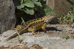 Eastern Spiny Lizard photo 2