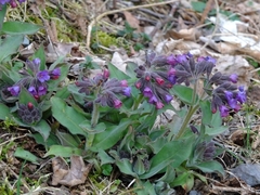 Pulmonaria mollis