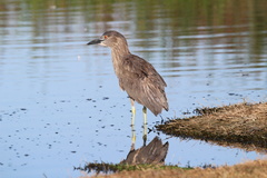 Nycticorax nycticorax obscurus