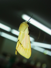 Spilarctia seriatopunctata