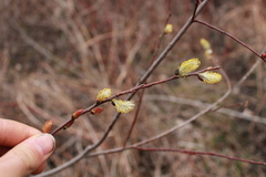 Salix sericea