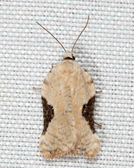 Acleris subnivana