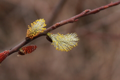 Salix sericea
