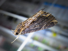 Ercheia niveostrigata