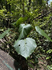 Thespesia grandiflora