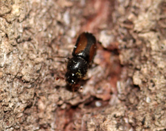 Trypodendron
