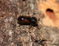 Trypodendron